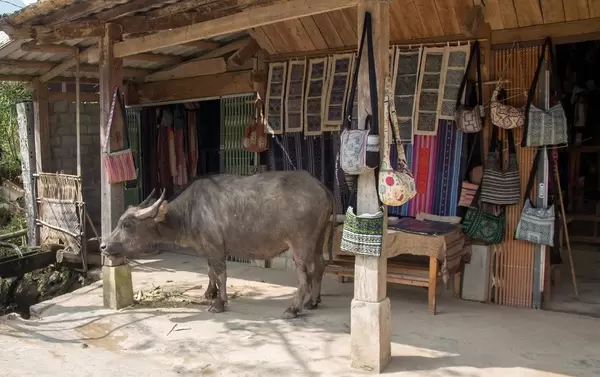 Buffalo in the Village Sapa .CR2 (Flip 2019)