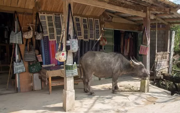 Buffalo in the Village Sapa .CR2