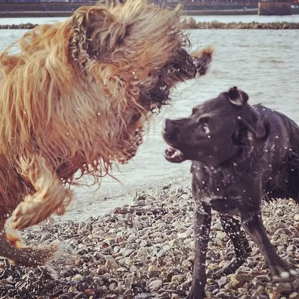 Büffel vs. Hund #dog #fun #rhein #beason