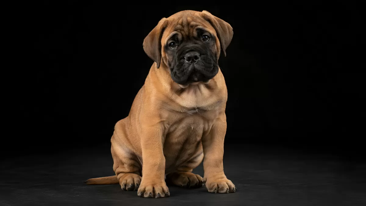 Bullmastiff-Welpe sitzt vor schwarzem Hintergrund