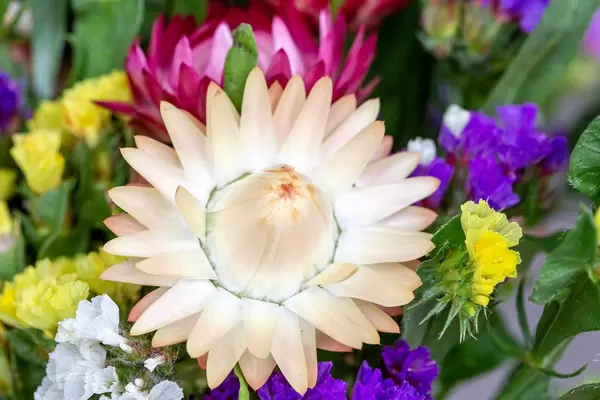 Bunch of dried Dwarf everlasting (immortelle) flowers (Flip 2019)