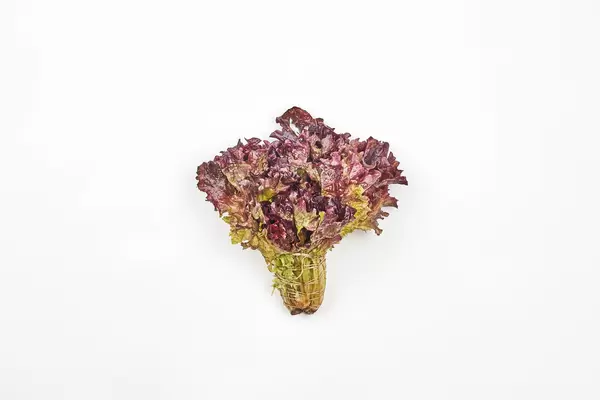 Bunch of fresh salad leaves