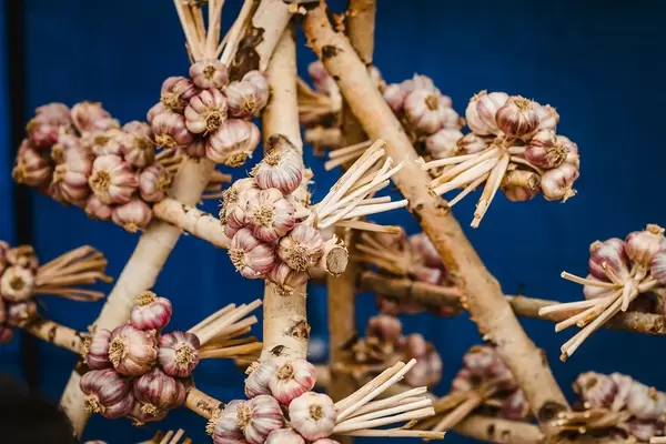 Bunch Of Garlic On The Wood With Blue Background