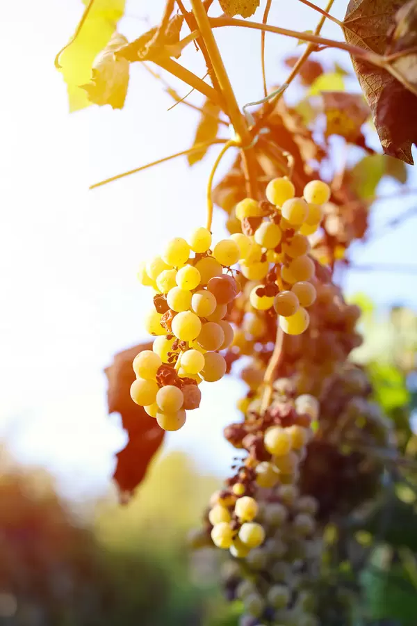 Bunch of ripe grapes in the vineyard