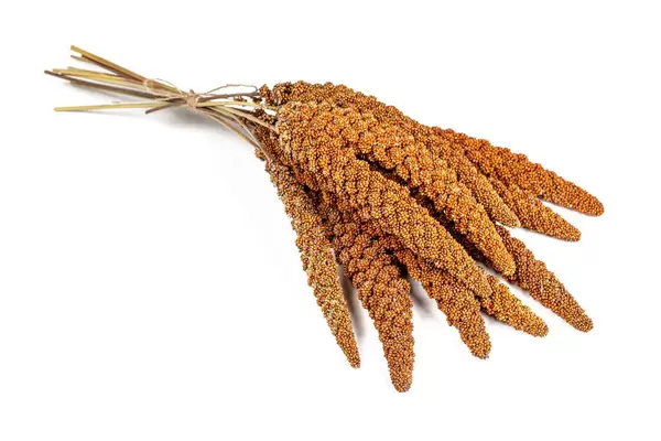Bunch twig red millet seed on white