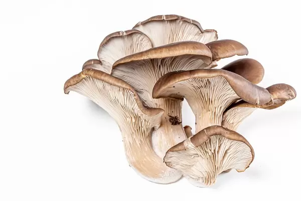 Bündel frische Austernpilze vor weißem Hintergrund