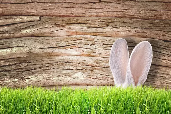 Bunny Ears on Wooden Background with Grass