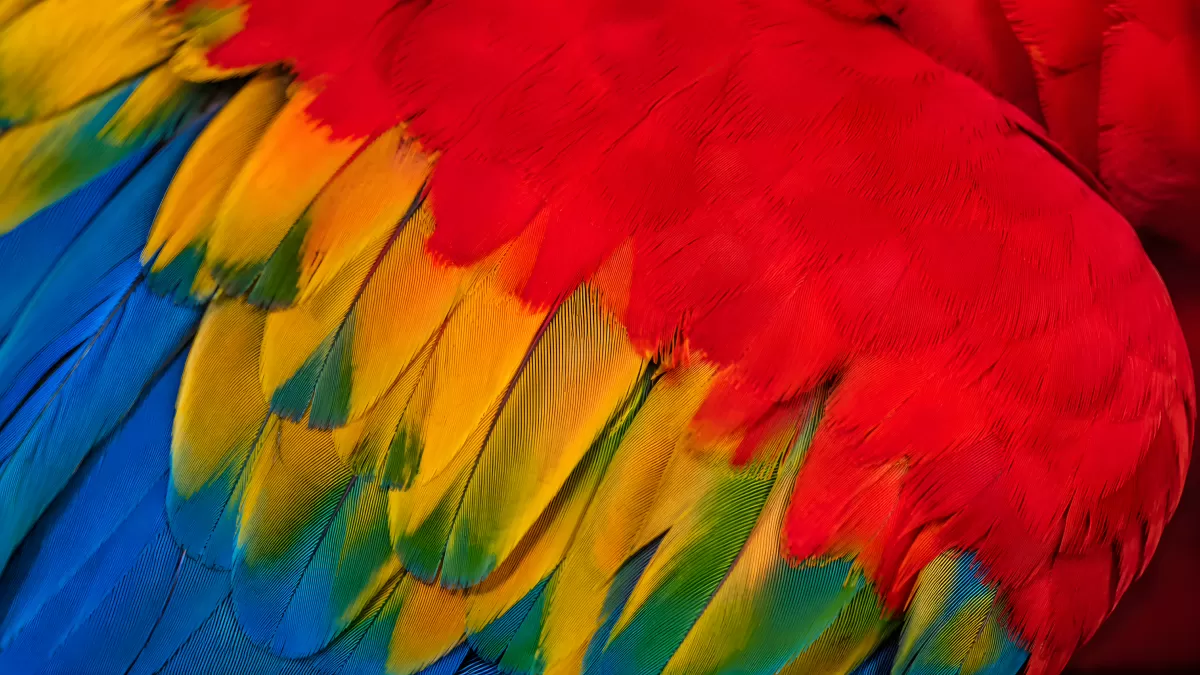 Bunte Arafedern in leuchtendem Rot, Gelb und Blau