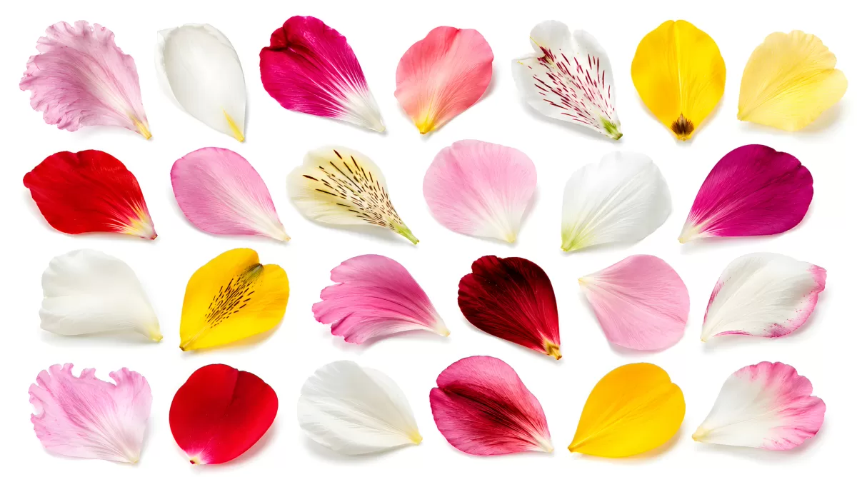 Bunte Blütenblätter verschiedener Blumen auf Weiß