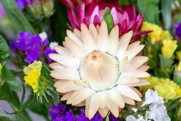 Bunte Blumen im Garten