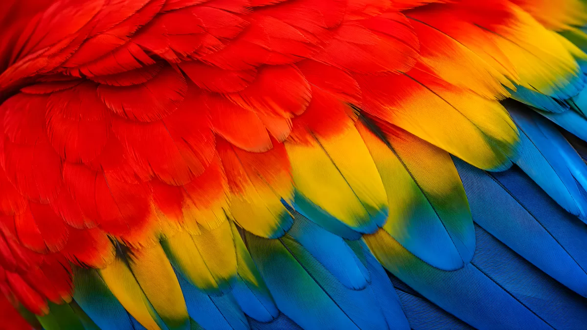 Bunte Federstruktur eines Scharlachara in Nahaufnahme