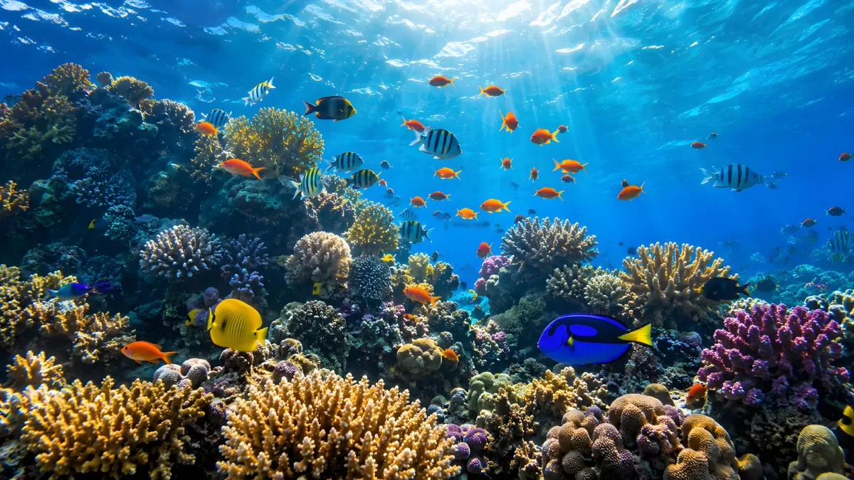 Bunte Fische im tropischen Korallenriff