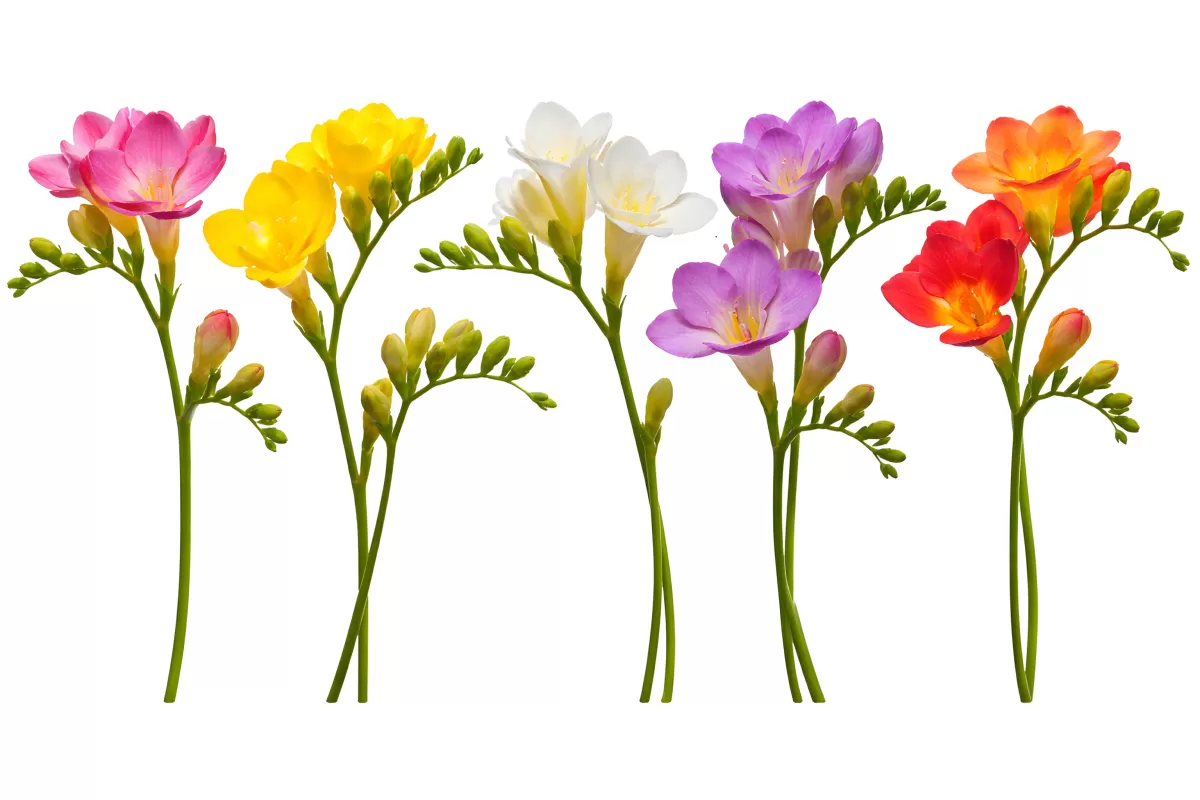 Bunte Frühlingsblumen in strahlenden Farben