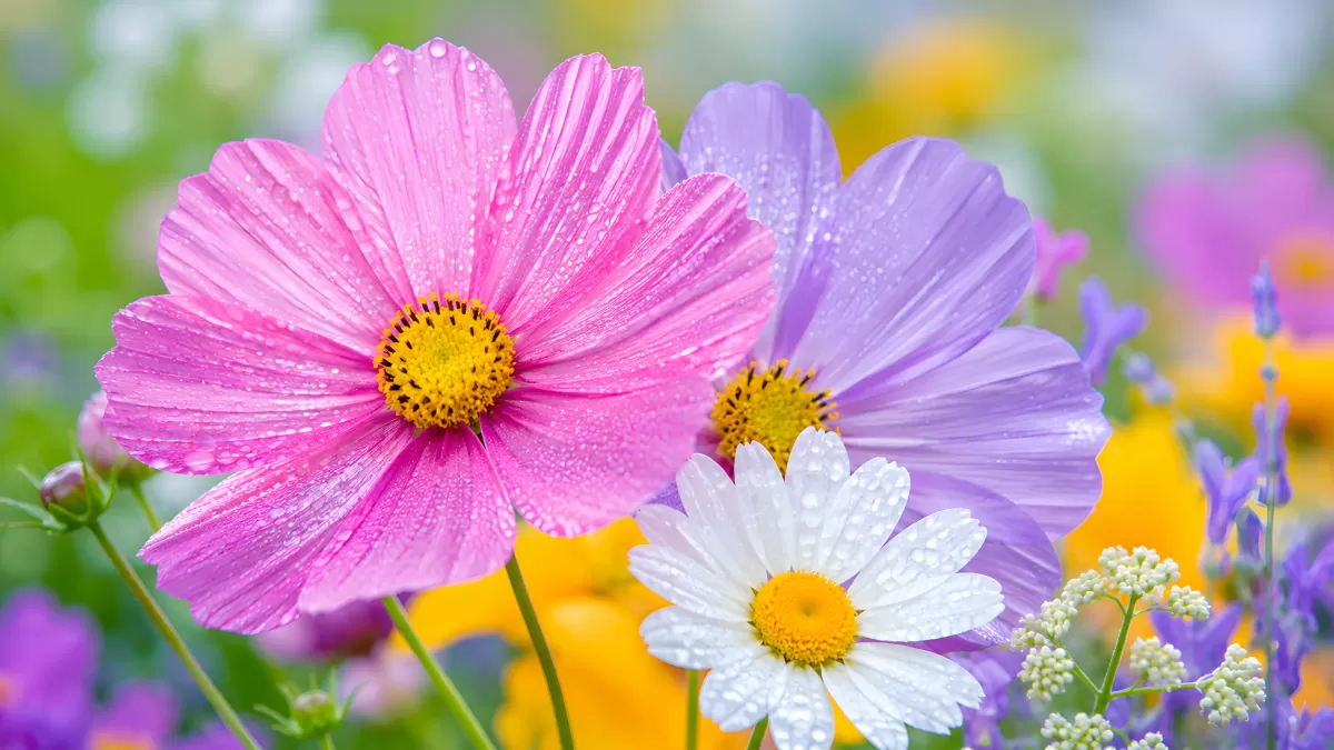 Bunte Gartenblumen mit Wassertropfen im Sommer