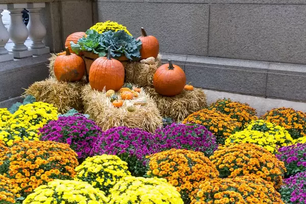 Bunte Halloween-Deko mit Kürbissen, Blumen und kleinen Heuballen in Chicago