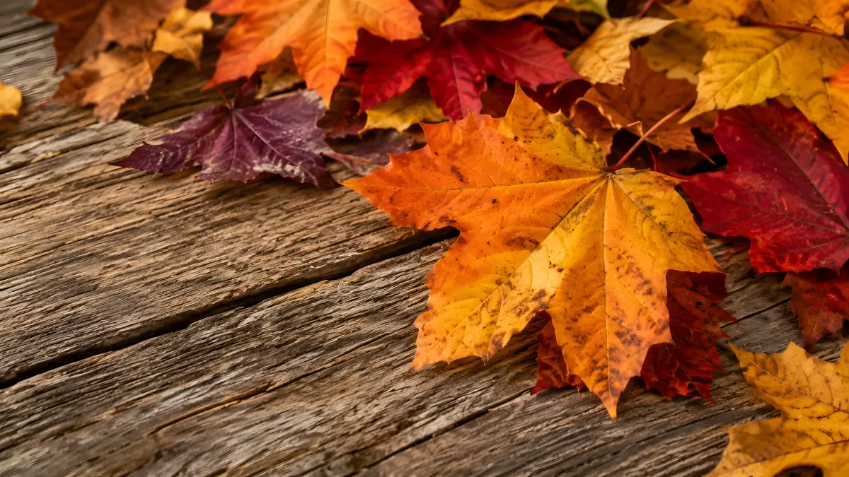 Bunte Herbstblätter auf verwittertem Holz