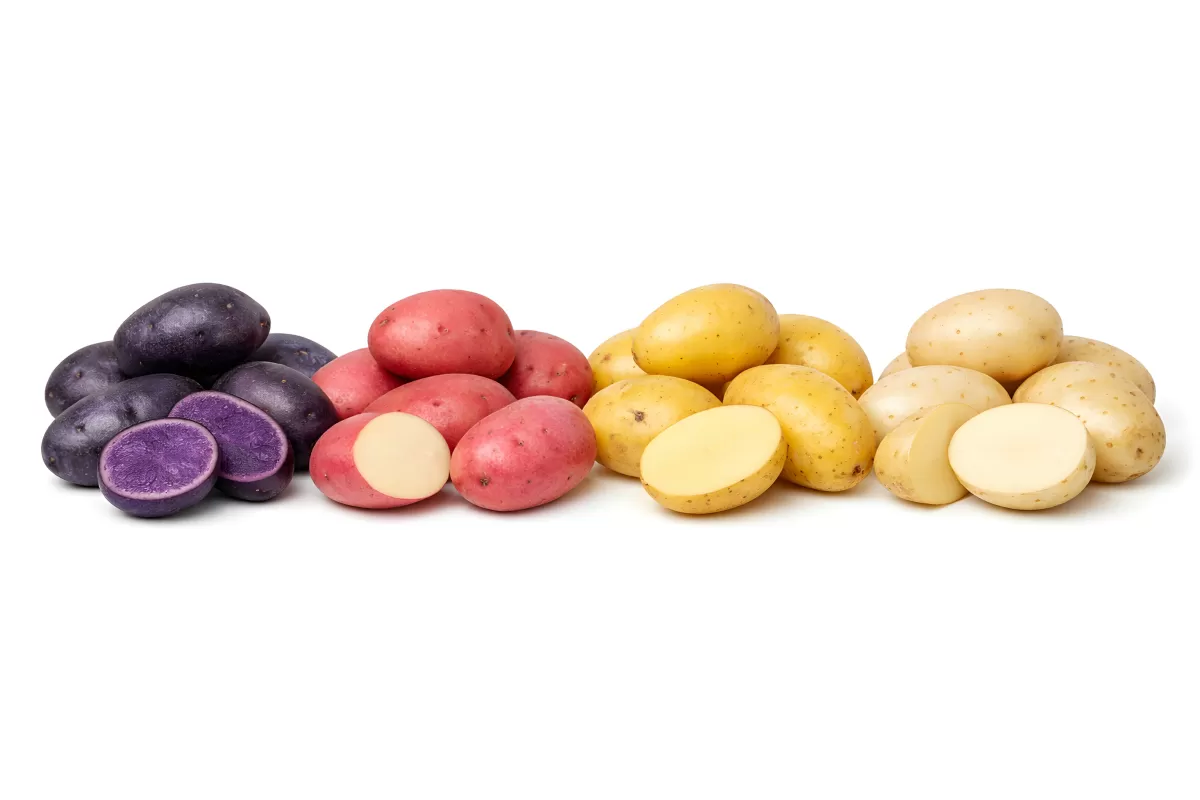 Bunte Kartoffeln in verschiedenen Farben