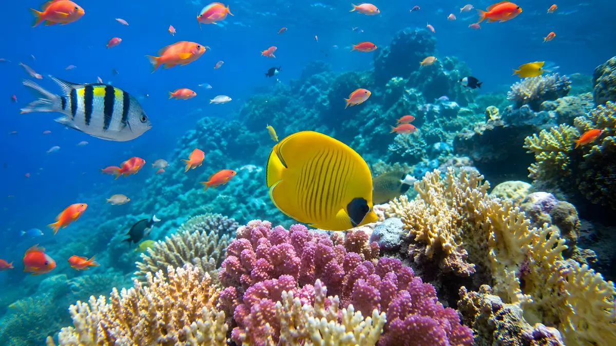 Bunte Korallenfische am lebendigen Riff unter Wasser