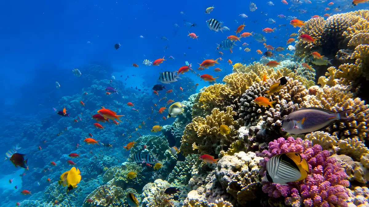 Bunte Korallenwelt mit tropischen Fischen