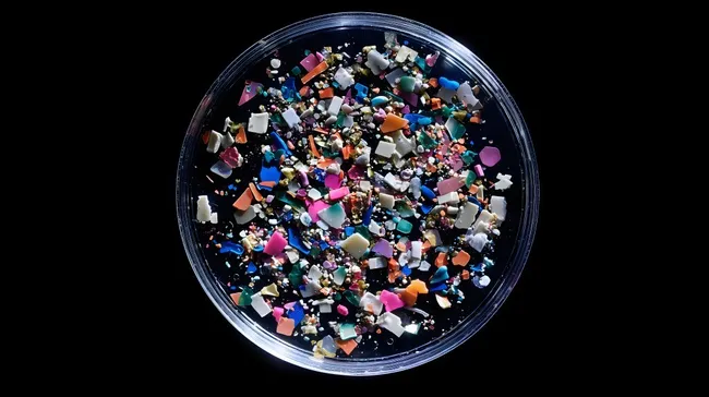 Bunte Mikroplastik-Fragmente in Petrischale