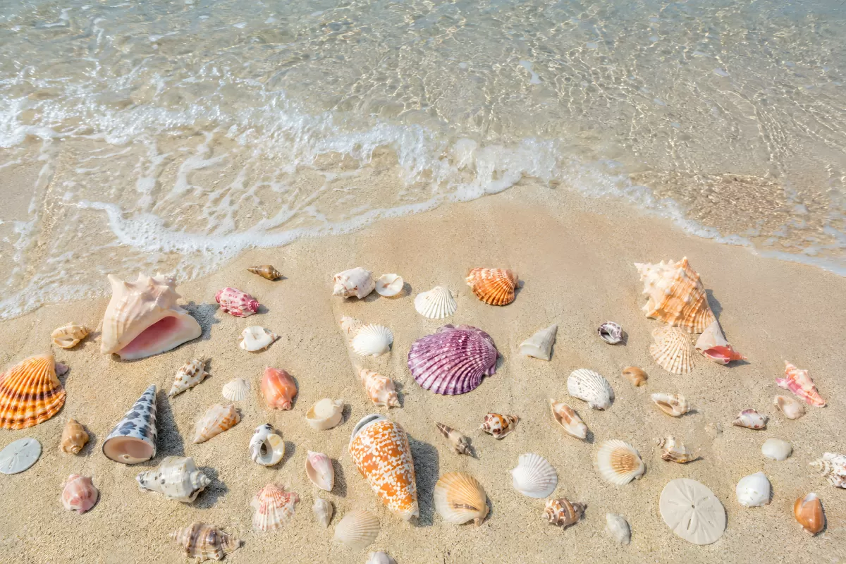 Bunte Muscheln am Sandstrand mit klarem Meerwasser
