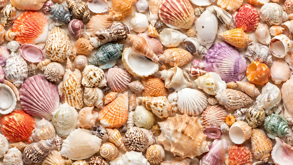 Bunte Muscheln und Schnecken in großer Vielfalt