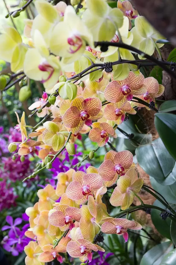 Bunte Orchideen