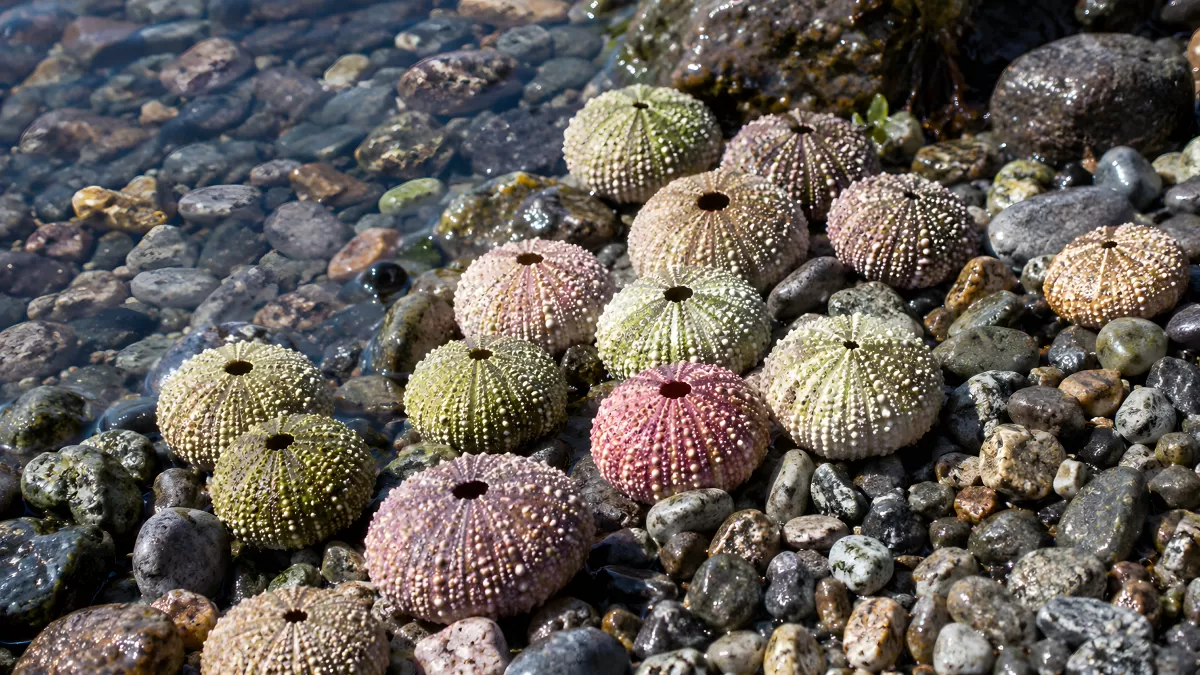 Bunte Seeigel-Gehäuse auf einem Kieselstrand