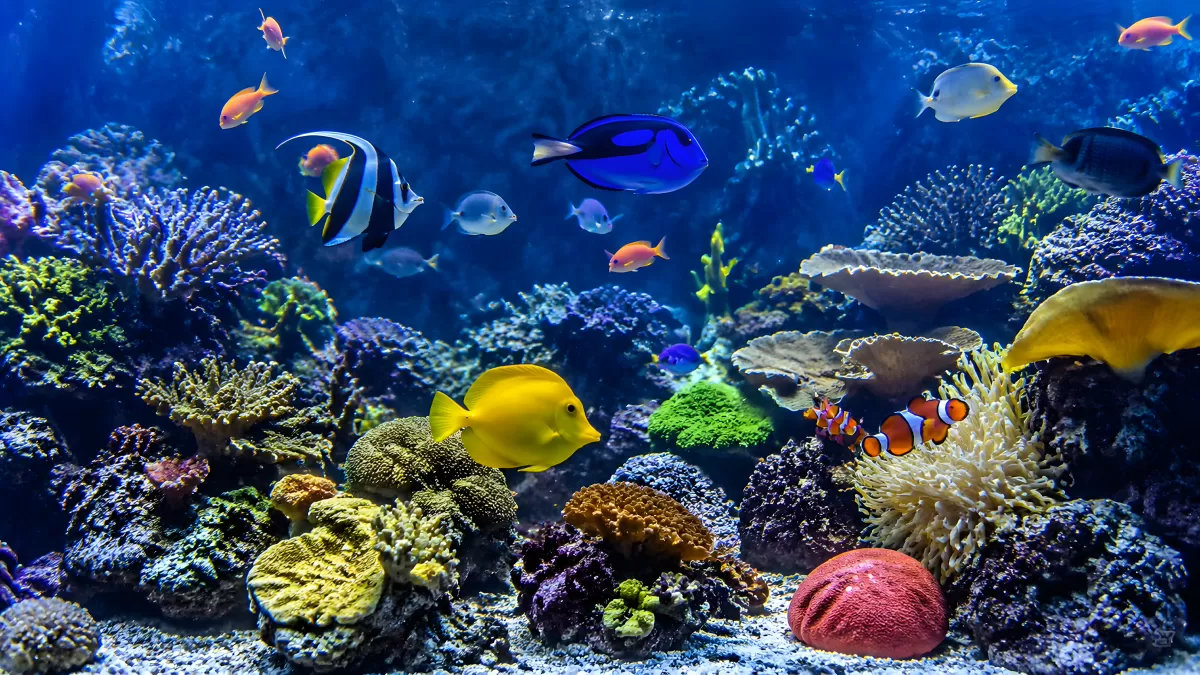 Bunte Tropenfische am lebendigen Korallenriff