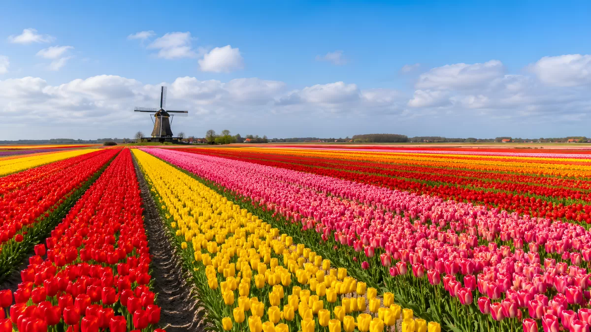 Bunte Tulpenfelder mit Windmühle in Holland