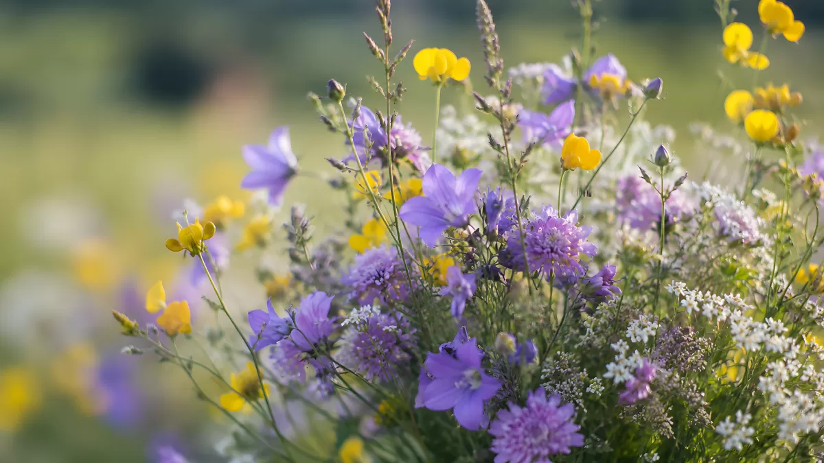 Bunte Wildblumenwiese mit Glockenblumen im Sommer