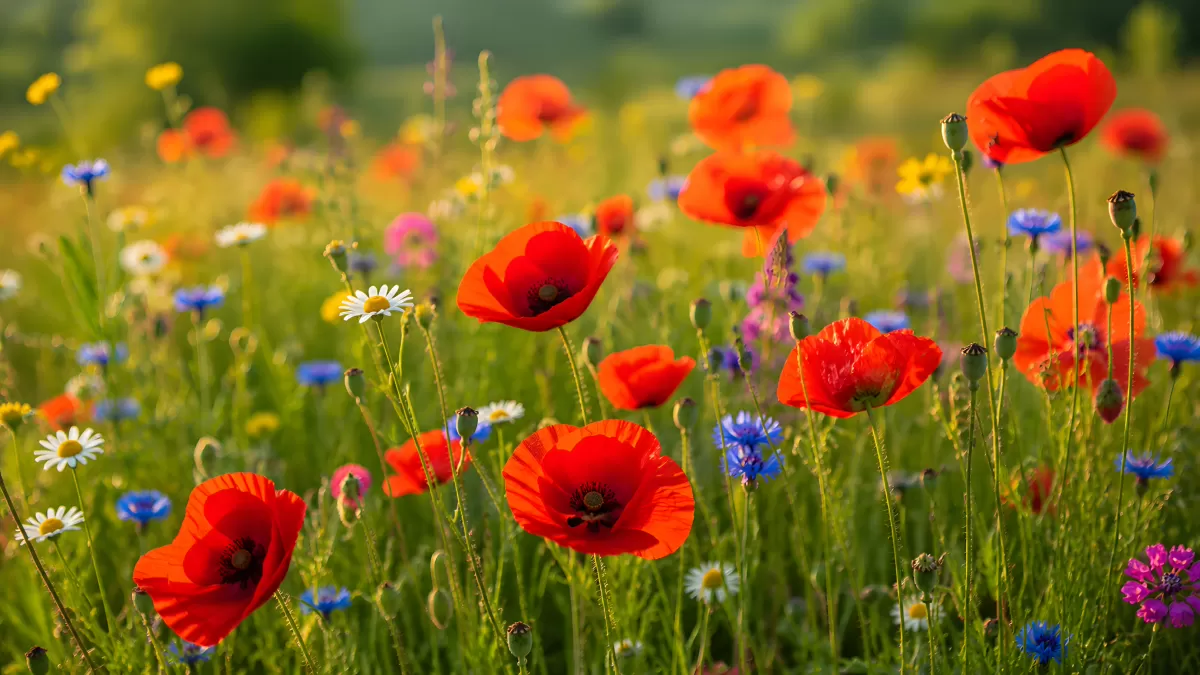 Bunte Wildblumenwiese mit leuchtenden Mohnblumen