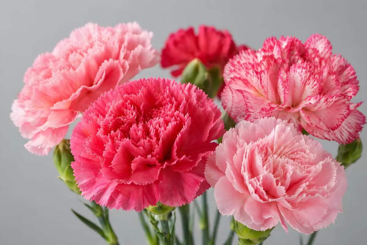 Bunter Nelkenstrauß in Rosa und Pink vor Grau