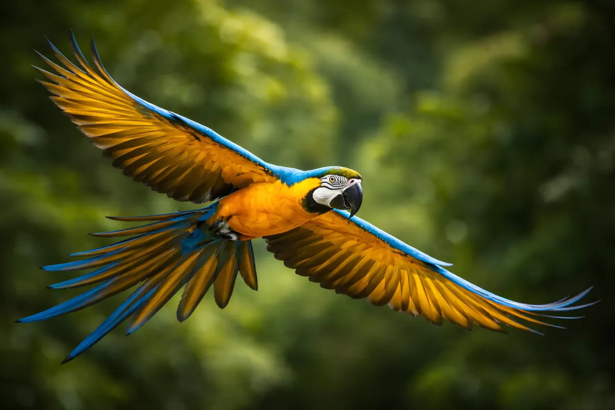 Bunter Papagei in voller Flugaktion