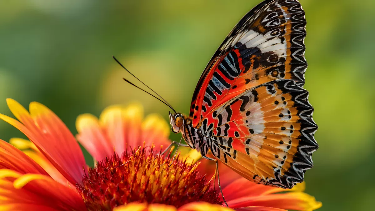 Bunter Schmetterling auf roter Blüte im Garten