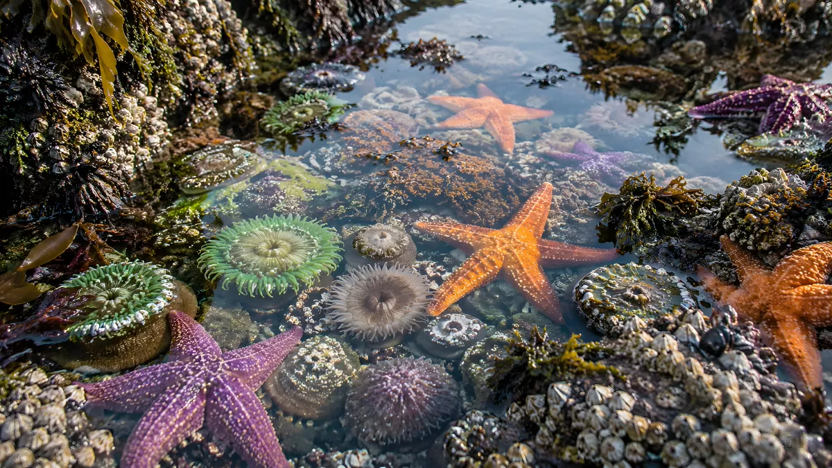 Buntes Gezeitenbecken mit Seesternen und Anemonen