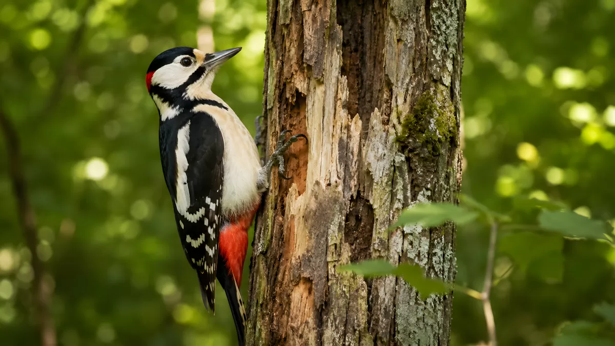 Buntspecht klettert an alter Baumrinde im Wald