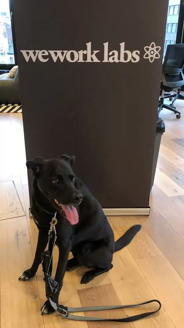 Bürohund: Labrador-Mix sitzt auf dem Boden und hechelt im Coworking Space WeWork Labs in Köln