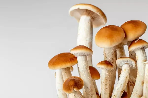 Bush of fresh young mushrooms on a white background (Flip 2020)