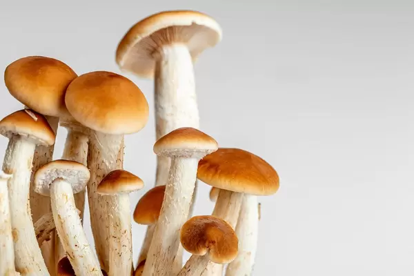 Bush of fresh young mushrooms on a white background