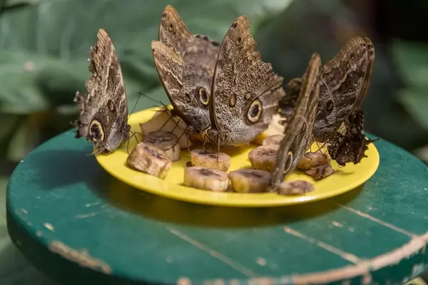 Butterflies eating a banana at Schmetterlinghaus in Vienna