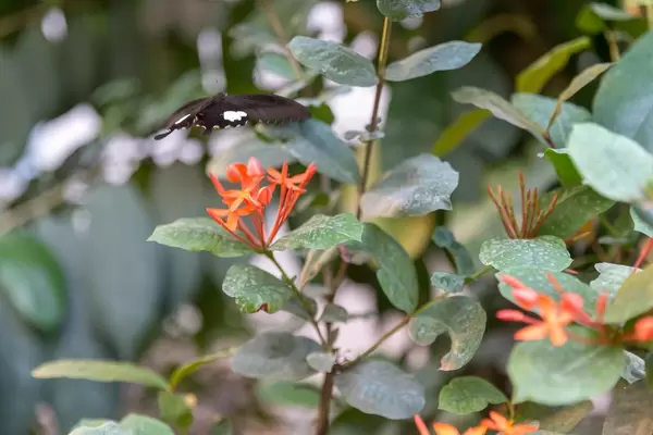 Butterfly about to land on a red flower