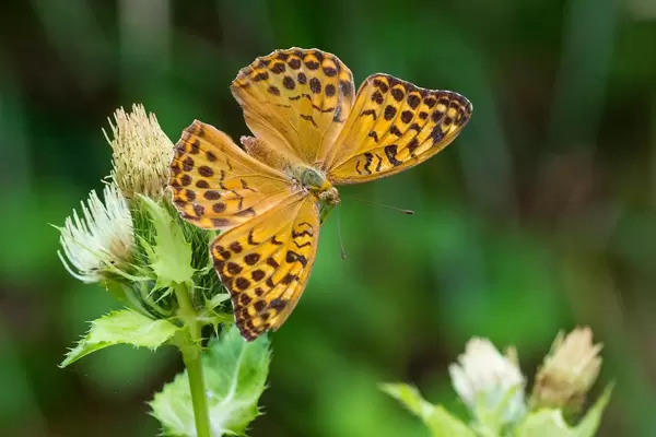 Butterfly on a flower