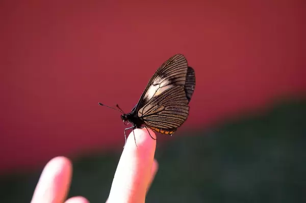 Butterfly standing on a person's finger