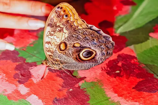 butterfly view of American painted lady