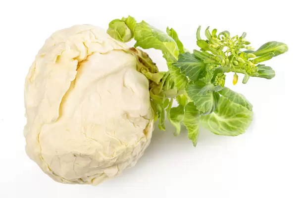 Cabbage head with green sprout