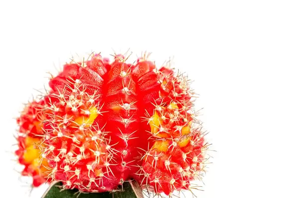 Cactus gymnokalycium mikhanovich on a white background