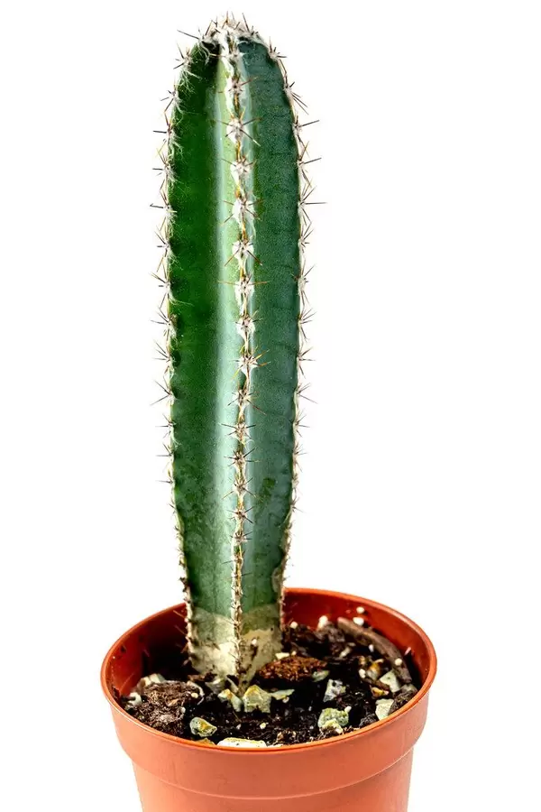 Cactus in a flower pot on a white background (Flip 2020)