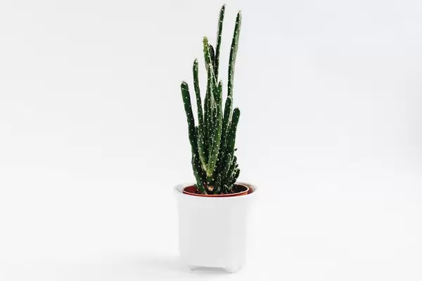 Cactus in a pot on white background