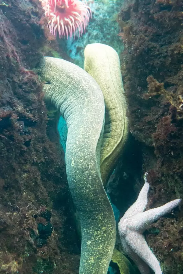 California moray (Gymnothorax mordax) at Shedd Aquarium